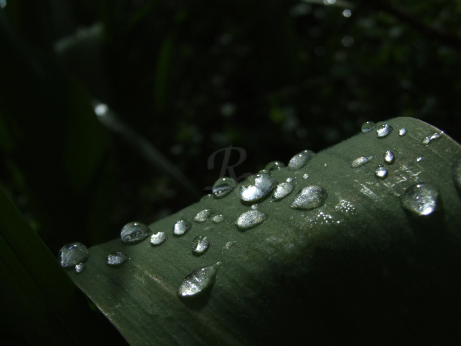 Leaf with Drops
